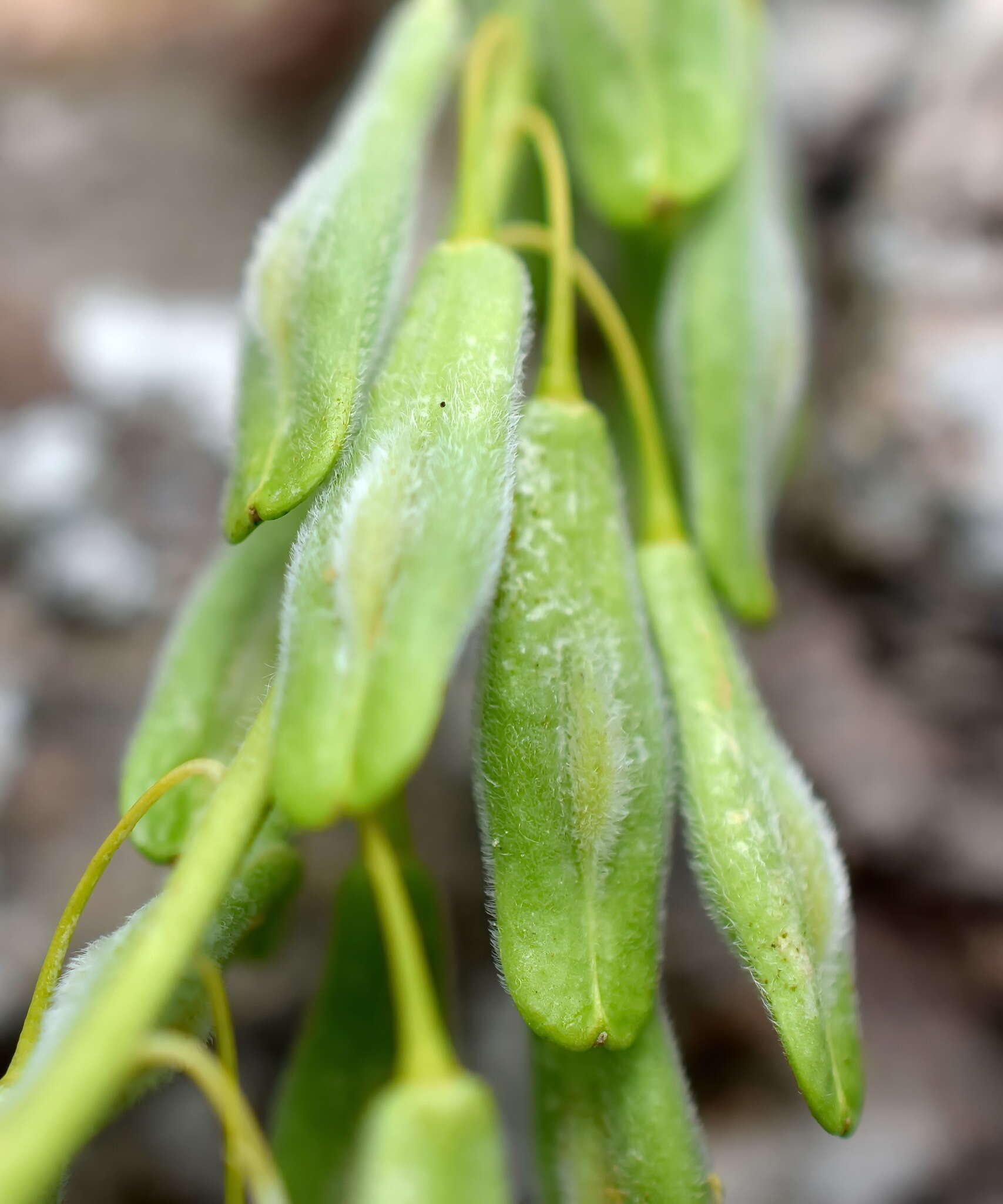 Image of Isatis tomentella Boiss. & Balansa