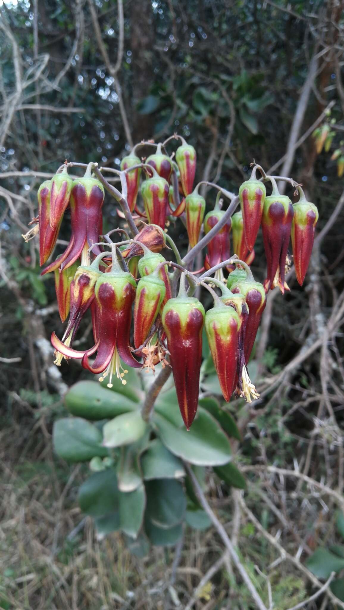 Image of Cotyledon velutina Hook. fil.