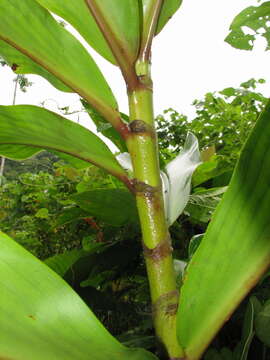 Image of Costus laevis Ruiz & Pav.