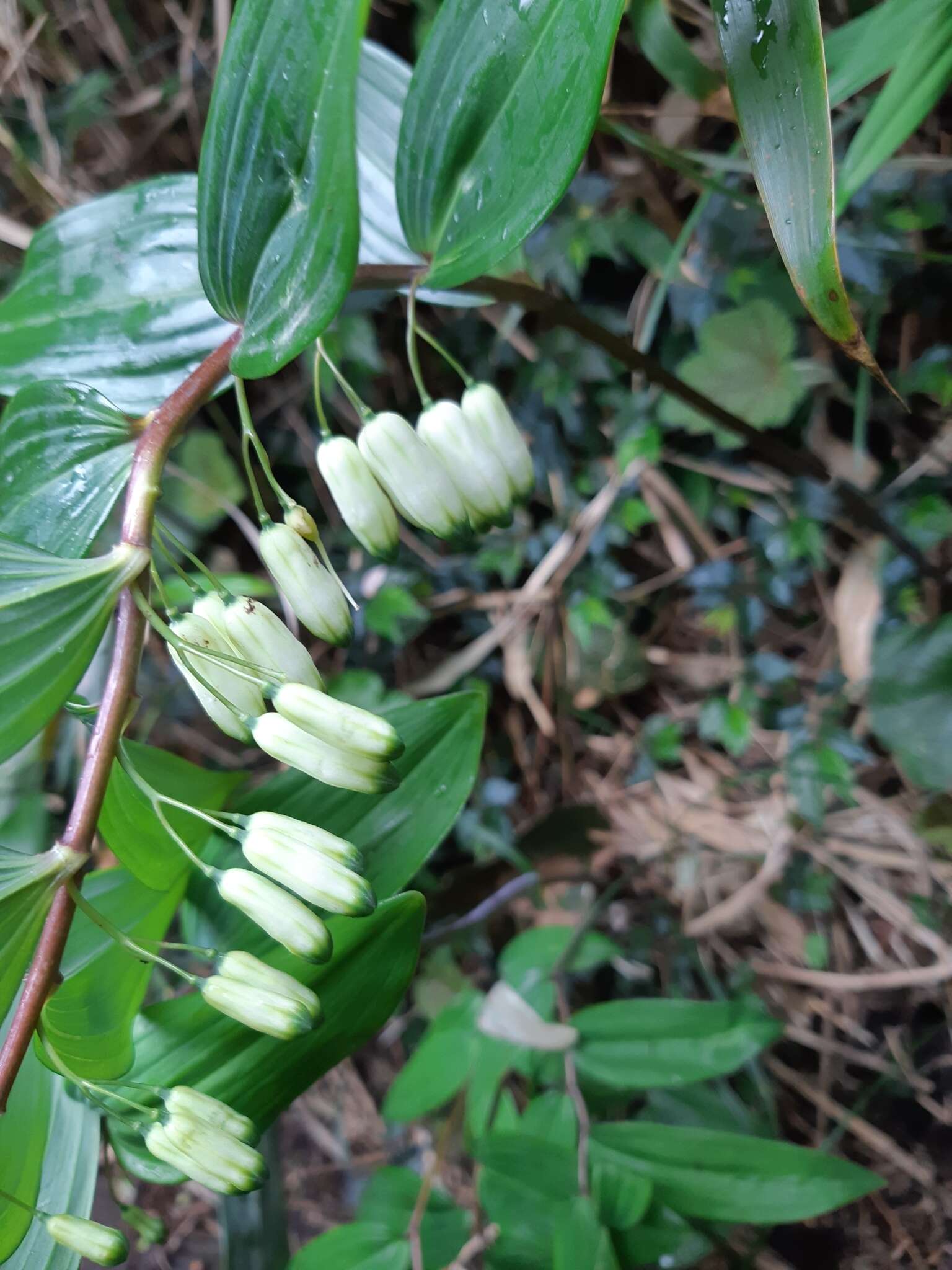 Image of Polygonatum arisanense Hayata