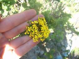 Image of Poisonous ragwort