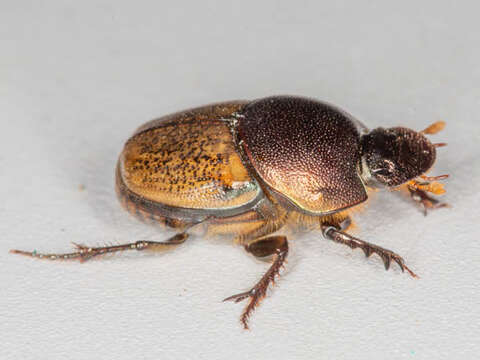 Imagem de Euonthophagus flavimargo (Orbigny 1902)