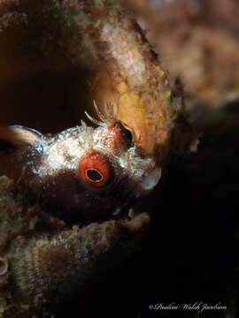 Image of Roughhead Blenny