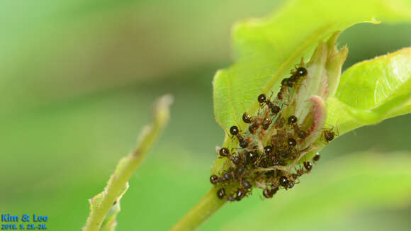 Image of Pristomyrmex punctatus (Smith 1860)