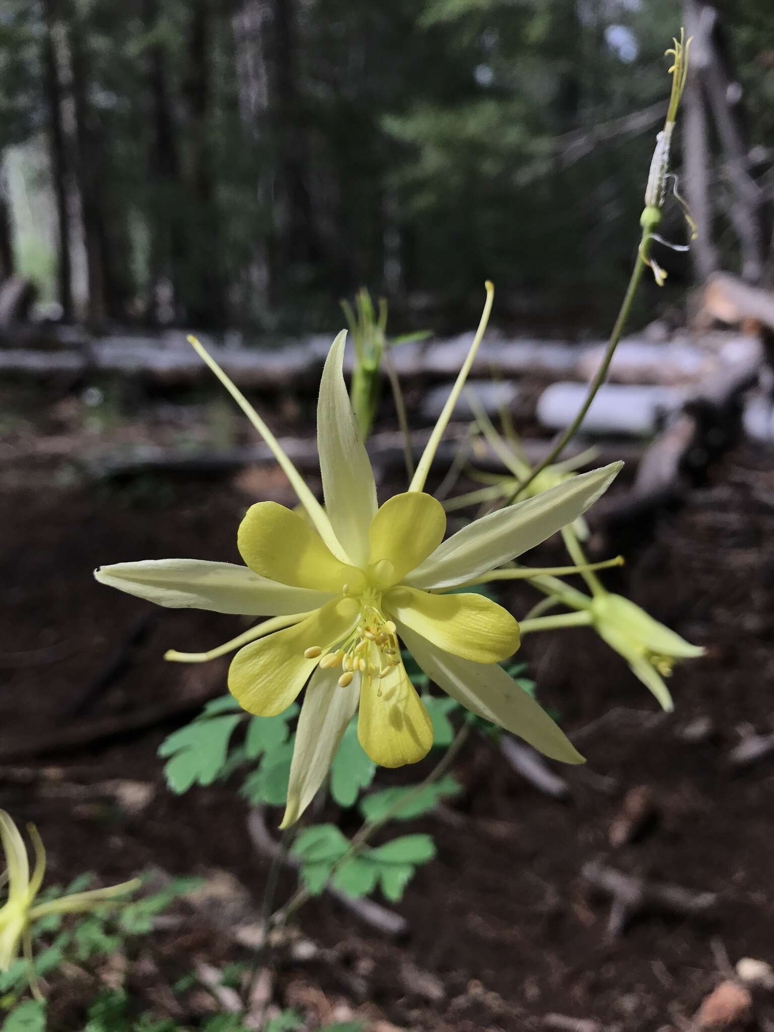 Image of golden columbine