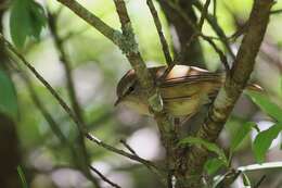 Image of Yellow-bellied Bush Warbler