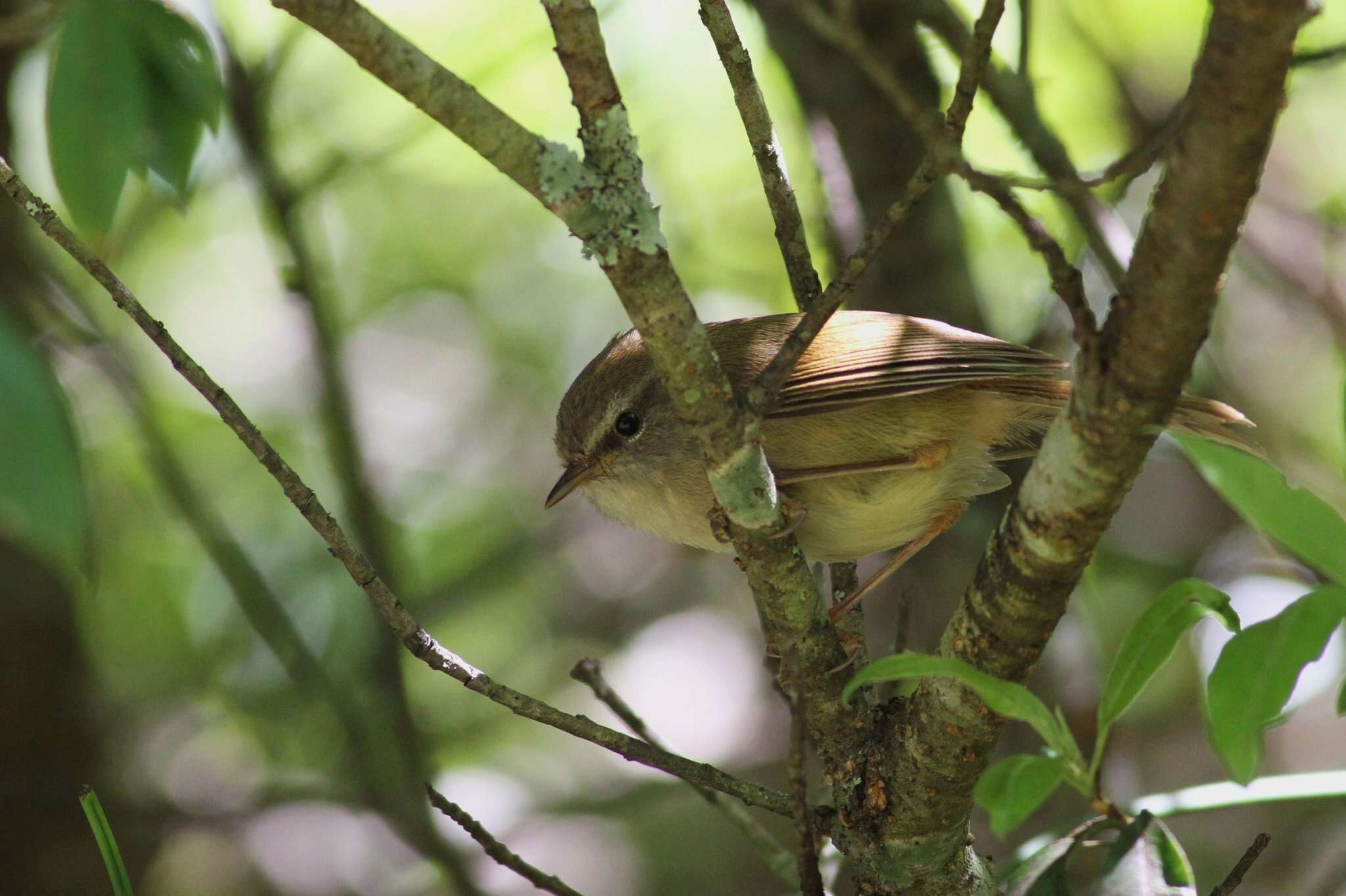 Image of Yellow-bellied Bush Warbler