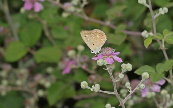 Image of Polyommatus admetus (Esper (1783))