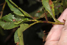 Image de Dendrophorbium usgorense (Cuatrec.) C. Jeffrey