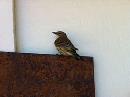 Image of Myrtle Warbler