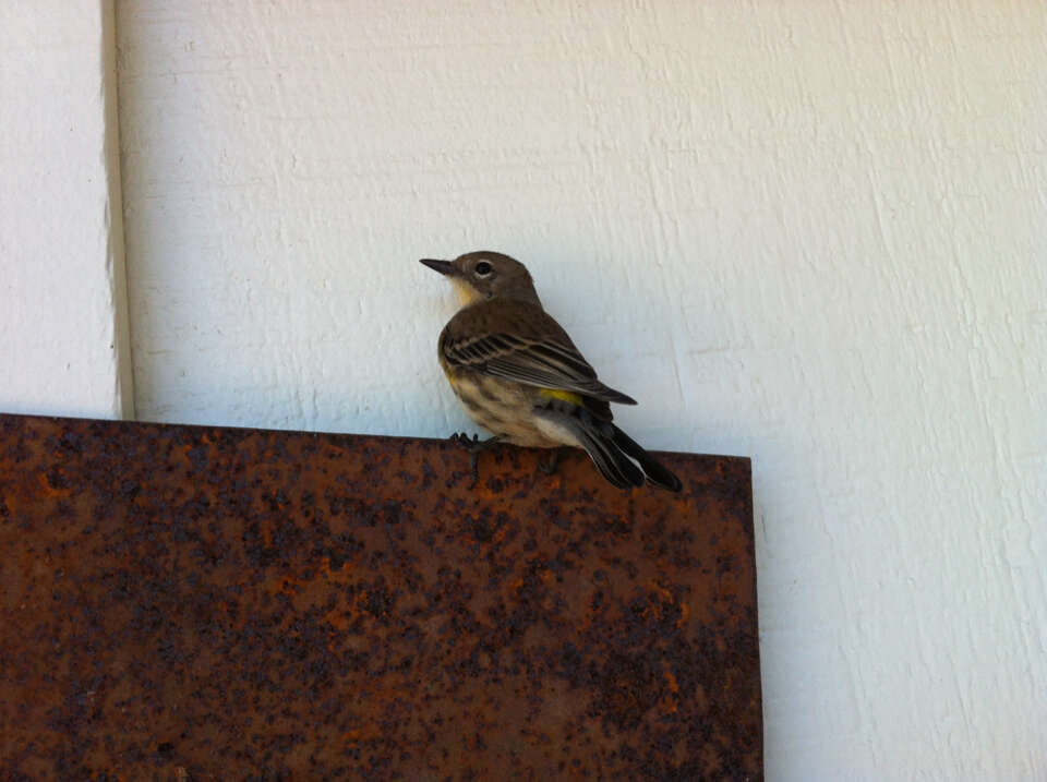 Image of Myrtle Warbler