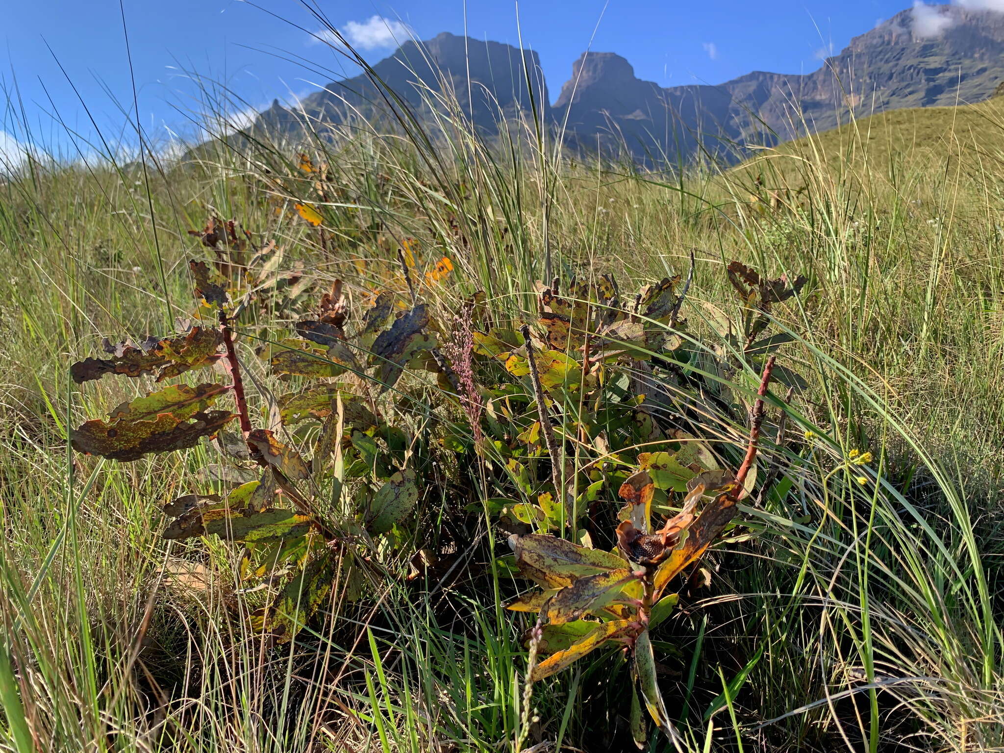 Image of Nyanga protea