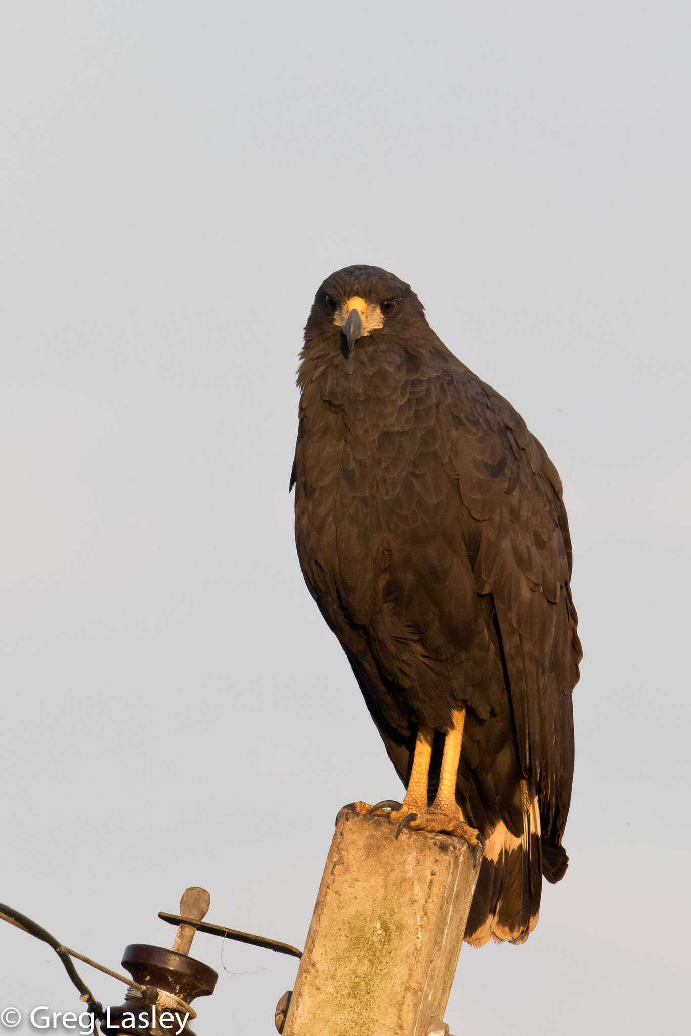 Imagem de Gavião-preto