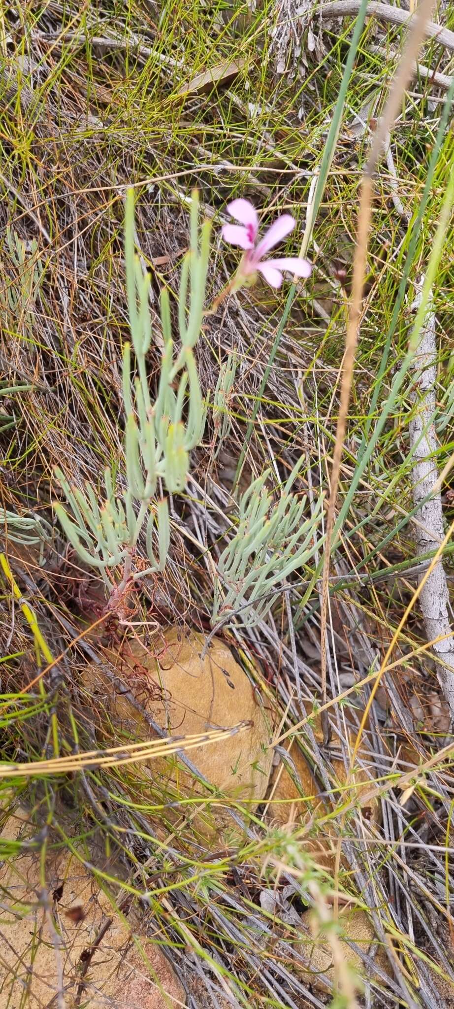 Image of Pelargonium laevigatum subsp. oxyphyllum (DC.) C. M. Schonken