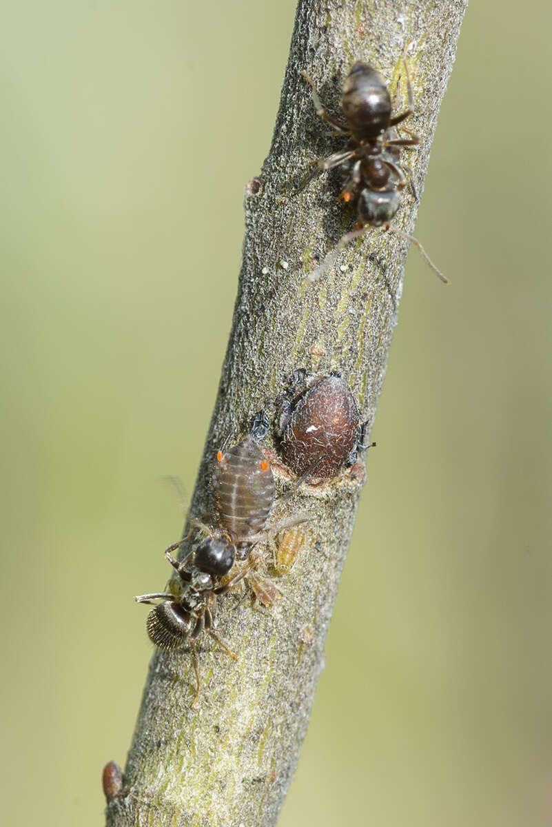 Слика од Pterocomma salicis (Linnaeus 1758)