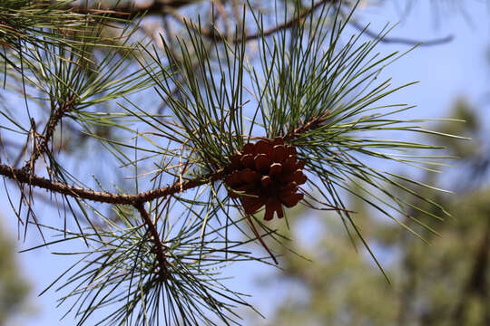 Image of pitch pine