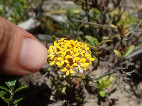 Quinchamalium resmi