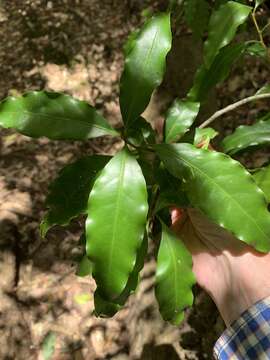 Image of Actephila lindleyi (Steud.) Airy Shaw