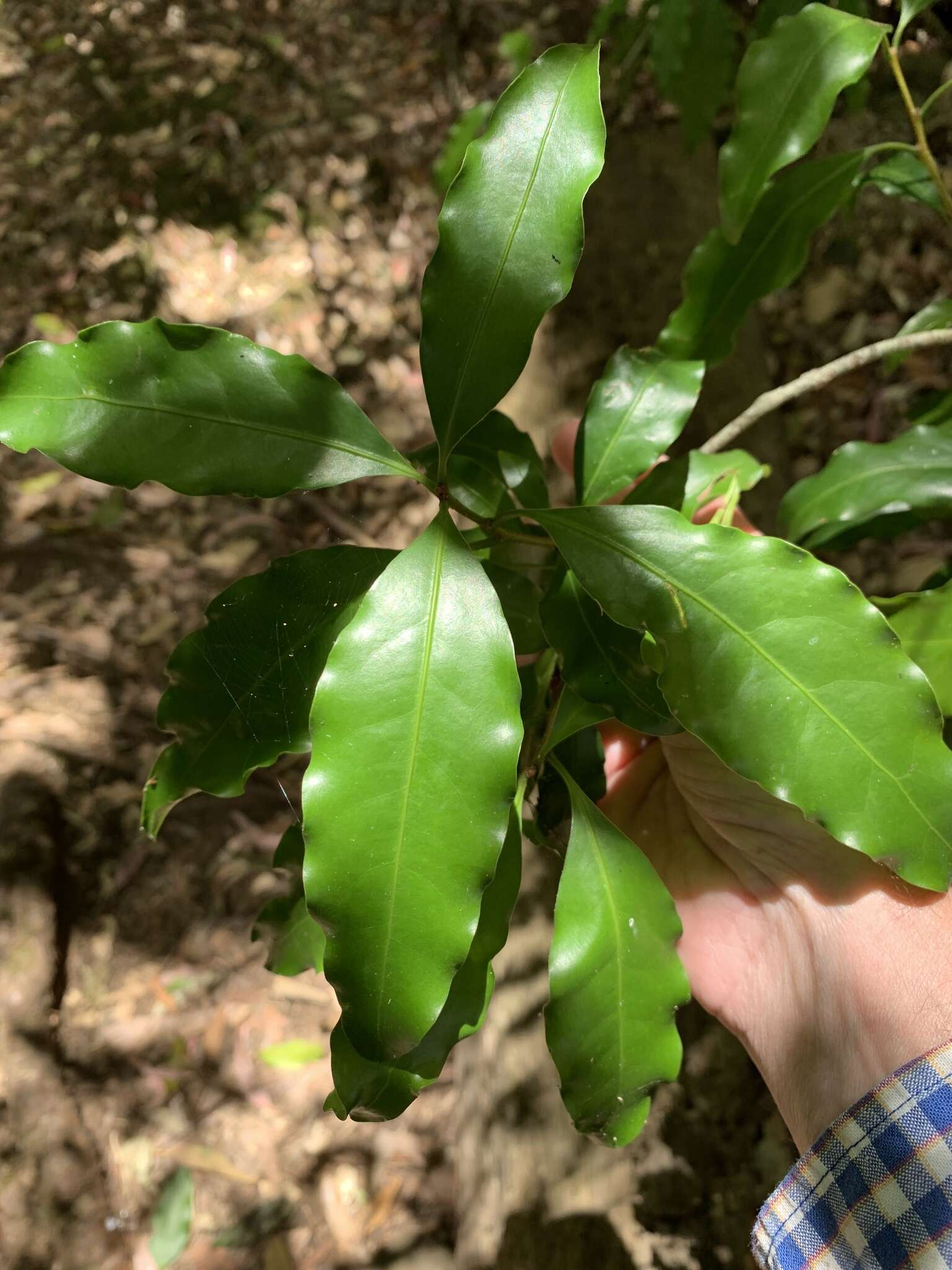 Imagem de Actephila lindleyi (Steud.) Airy Shaw