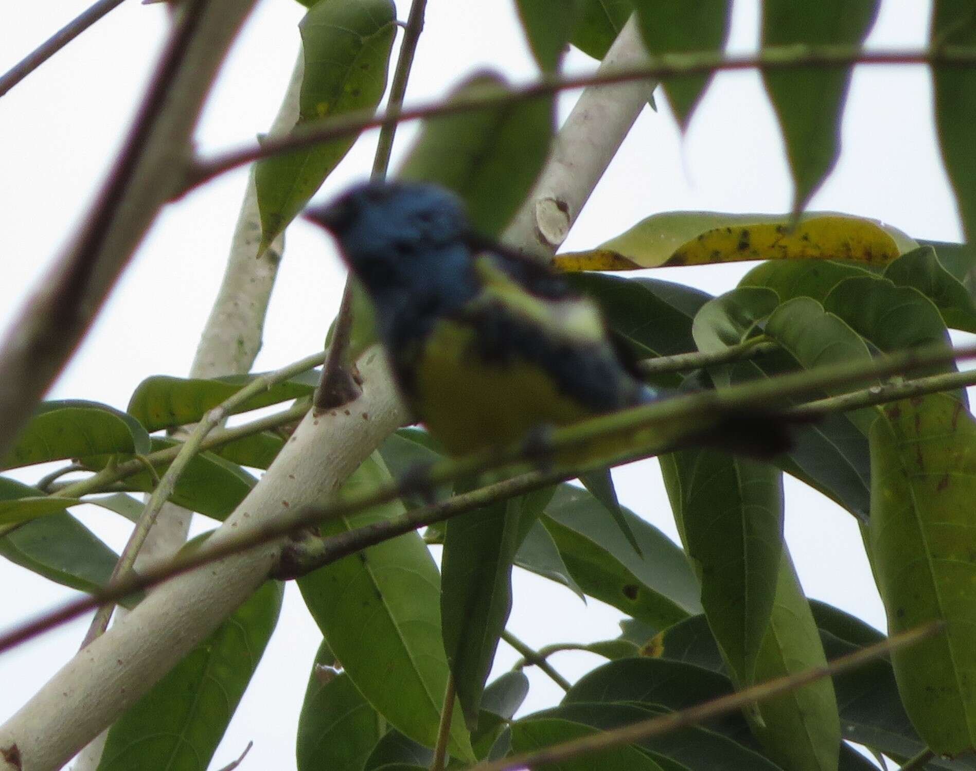 Image of Turquoise Tanager