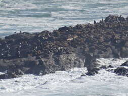 Image of Sea Lion