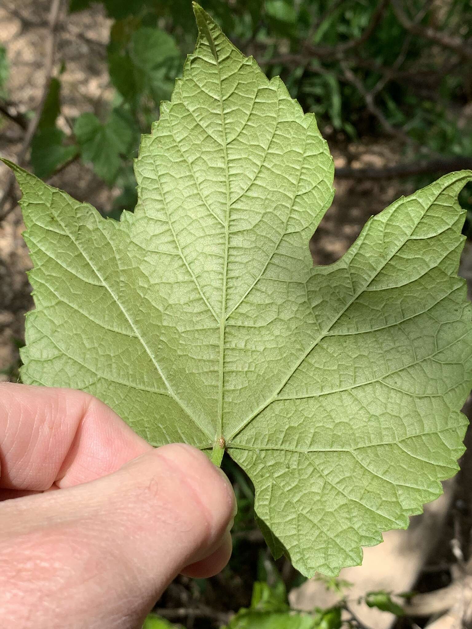 Image of graybark grape