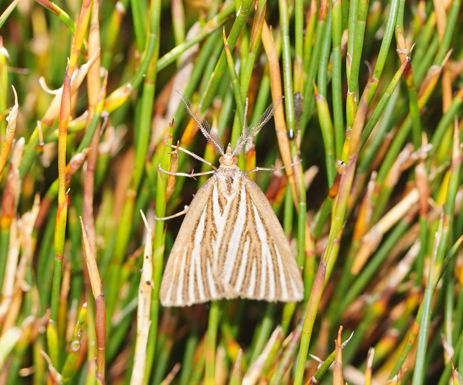 Plancia ëd Amelora oritropha Turner 1919