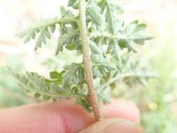 Image of weakleaf bur ragweed