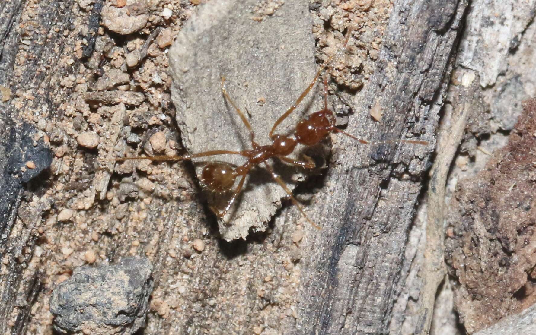 Слика од Aphaenogaster longiceps (Smith 1858)