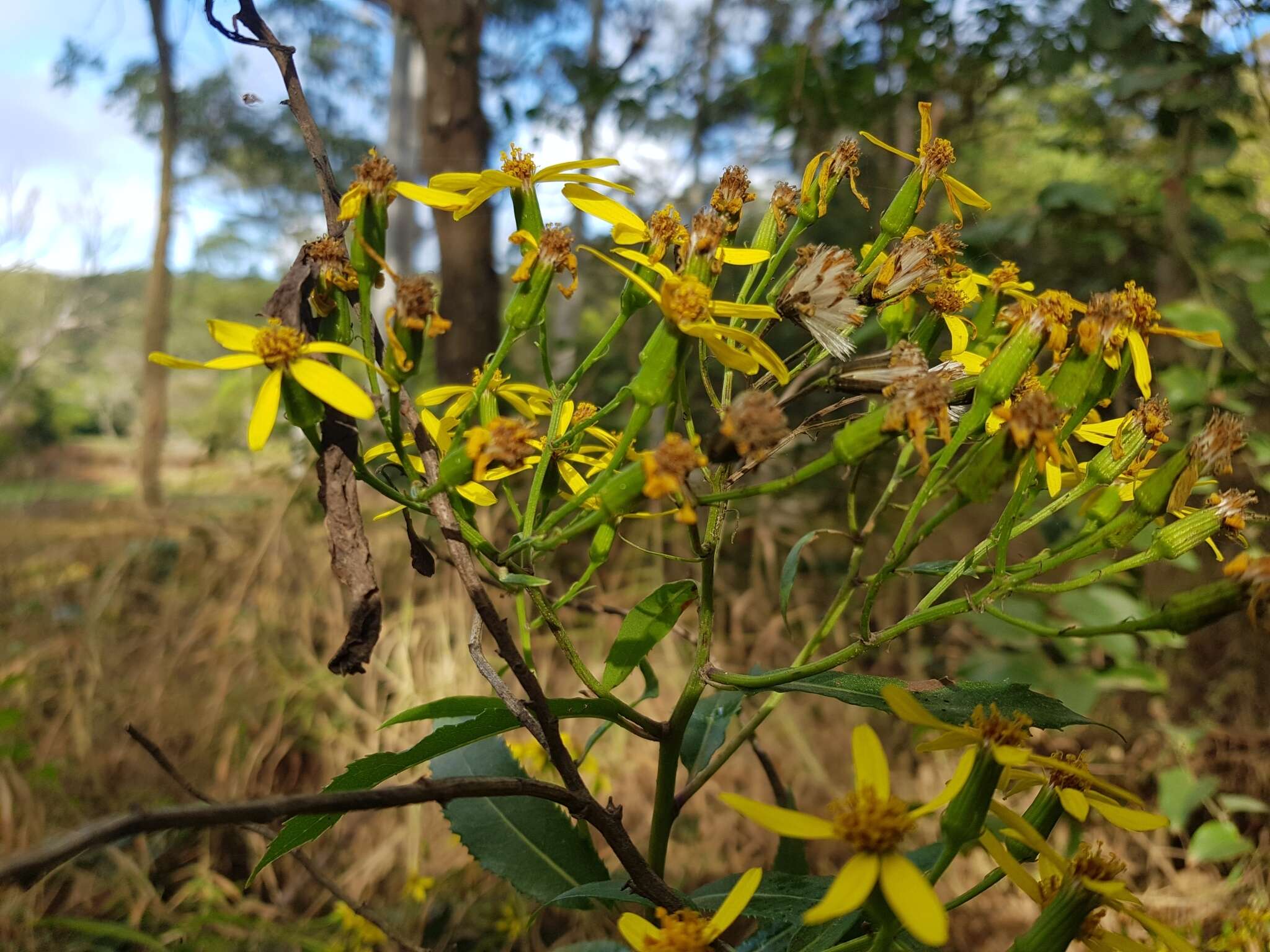 Image of Lordhowea amygdalifolia