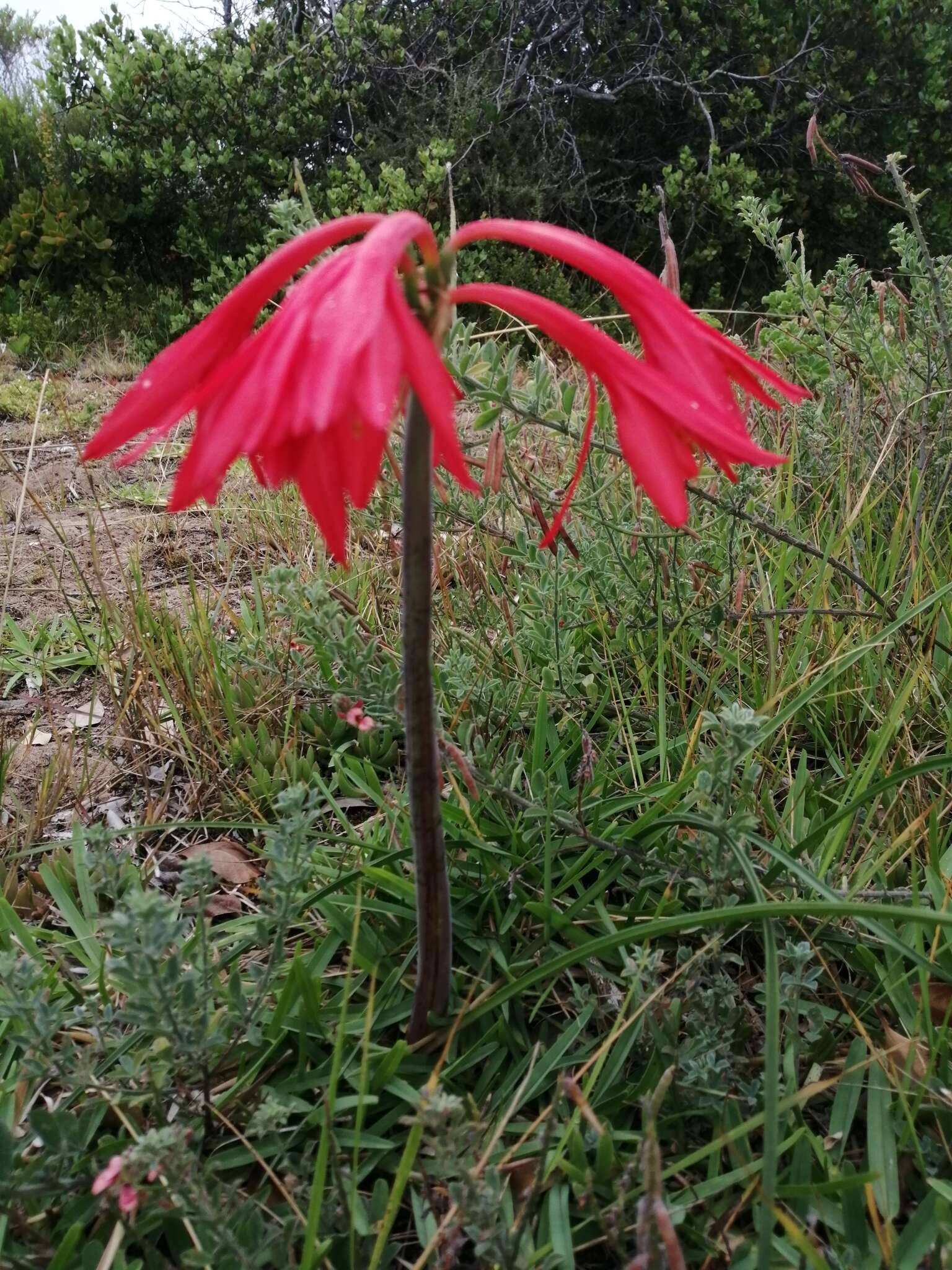 Image of Cyrtanthus fergusoniae L. Bolus