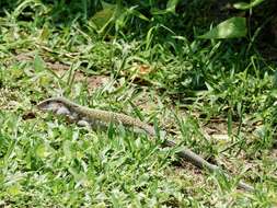 Image of Giant Whiptail