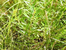 Image of lowland rotala