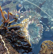 صورة Anthopleura elegantissima (Brandt 1835)