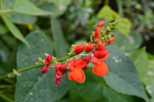 Image de Phaseolus coccineus subsp. coccineus