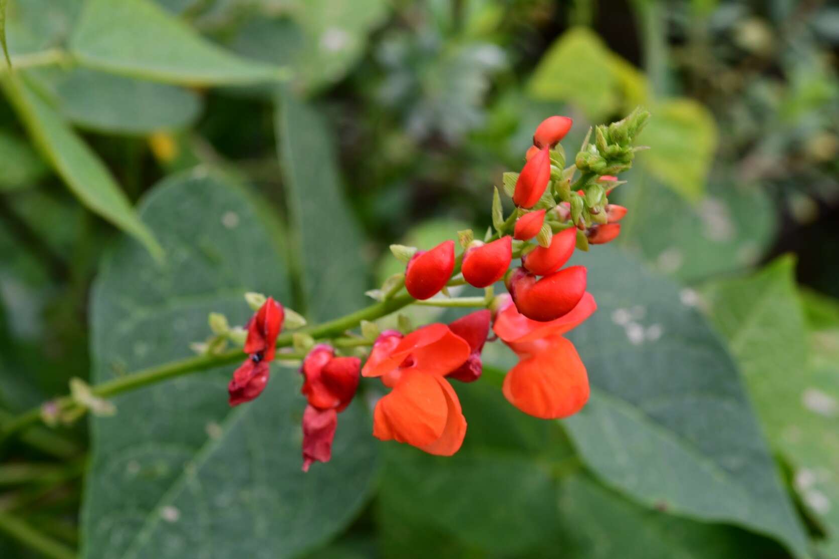 Image of Phaseolus coccineus subsp. coccineus