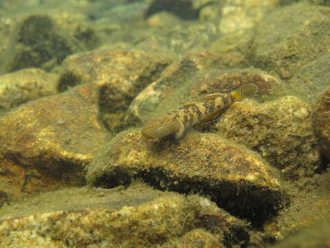 Image of Rhinogobius leavelli (Herre 1935)