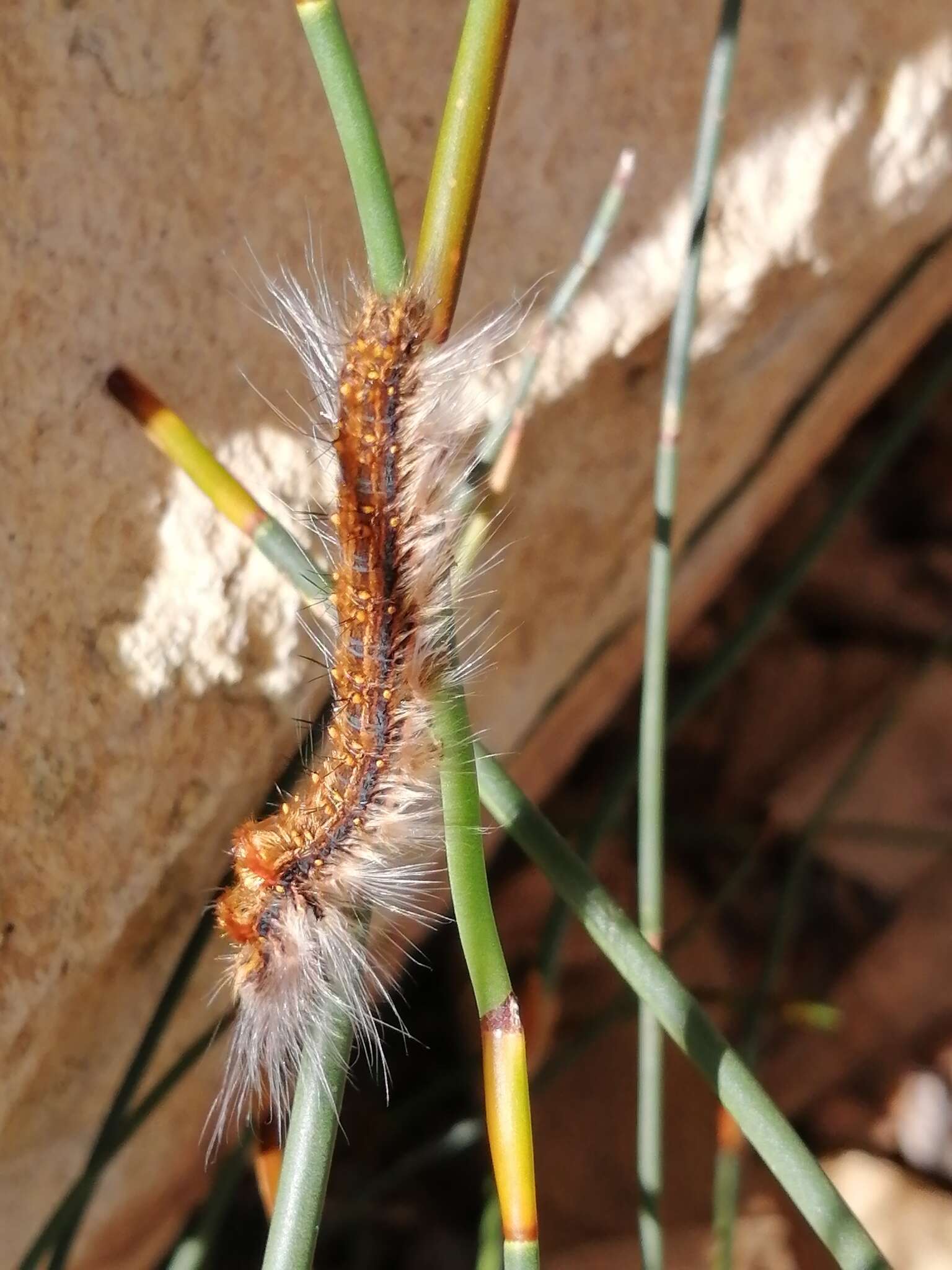 Bombycopsis capicola Aurivillius 1921的圖片