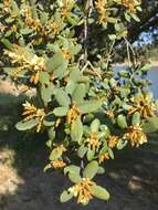 Image of Evergreen Oak