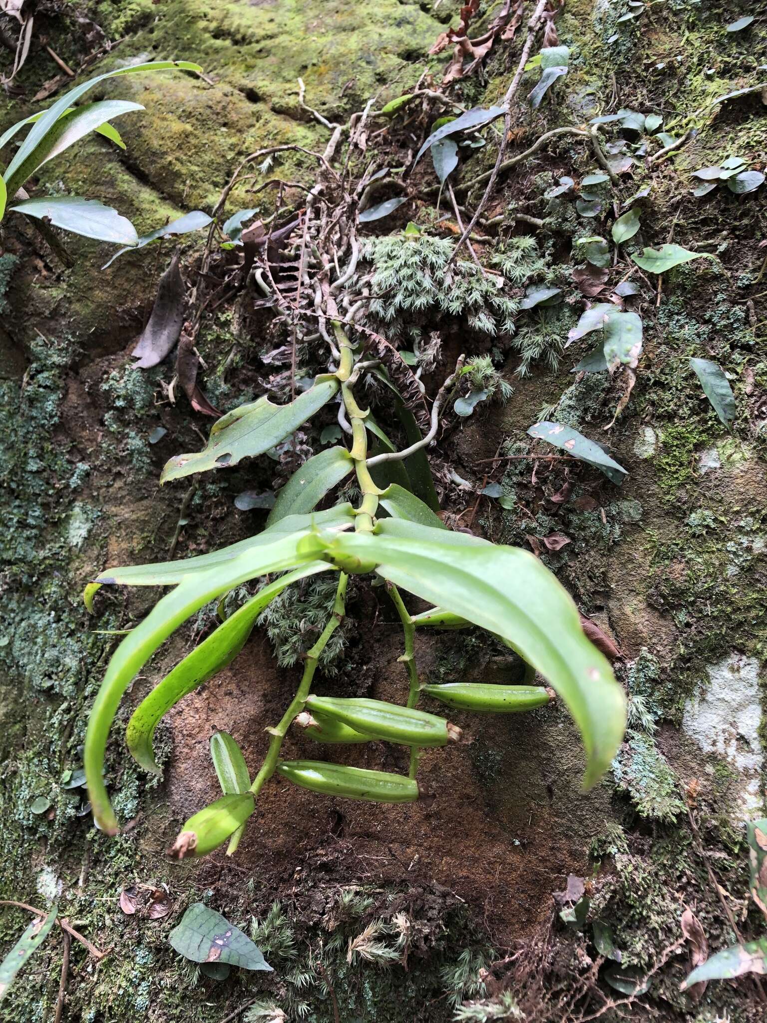 Image of Champion's Orchid