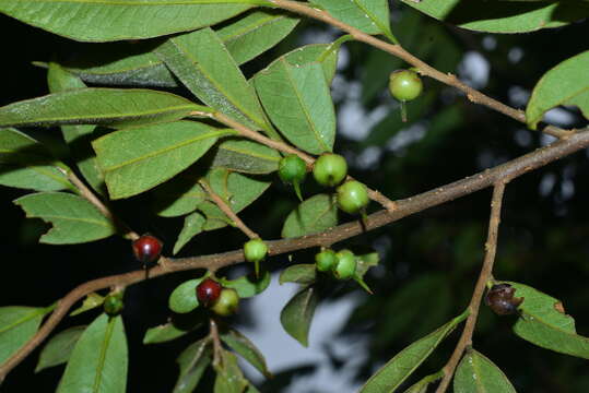 Image de Adinandra lasiostyla Hayata