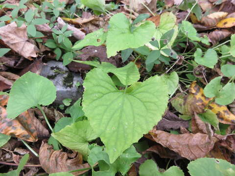 Imagem de Viola canadensis L.