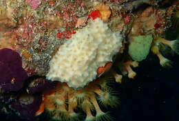 Image of brittle horny sponge