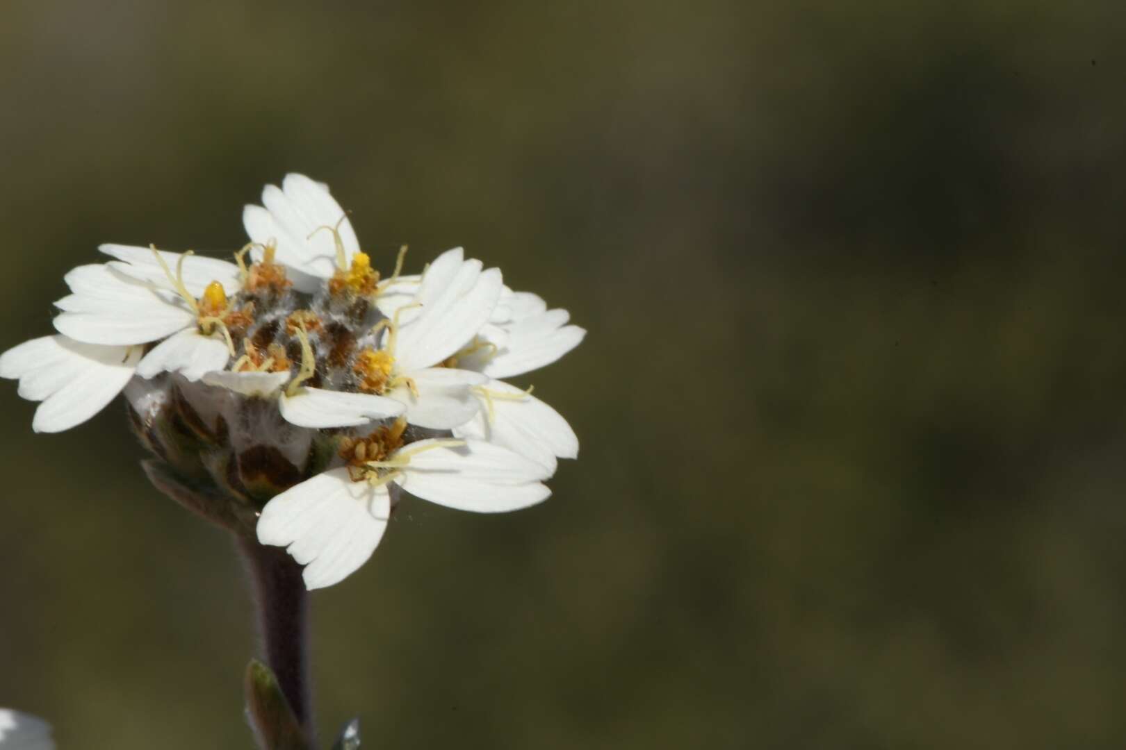 Eriocephalus macroglossus B. Nordenst.的圖片