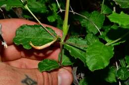 Image of plateau rocktrumpet