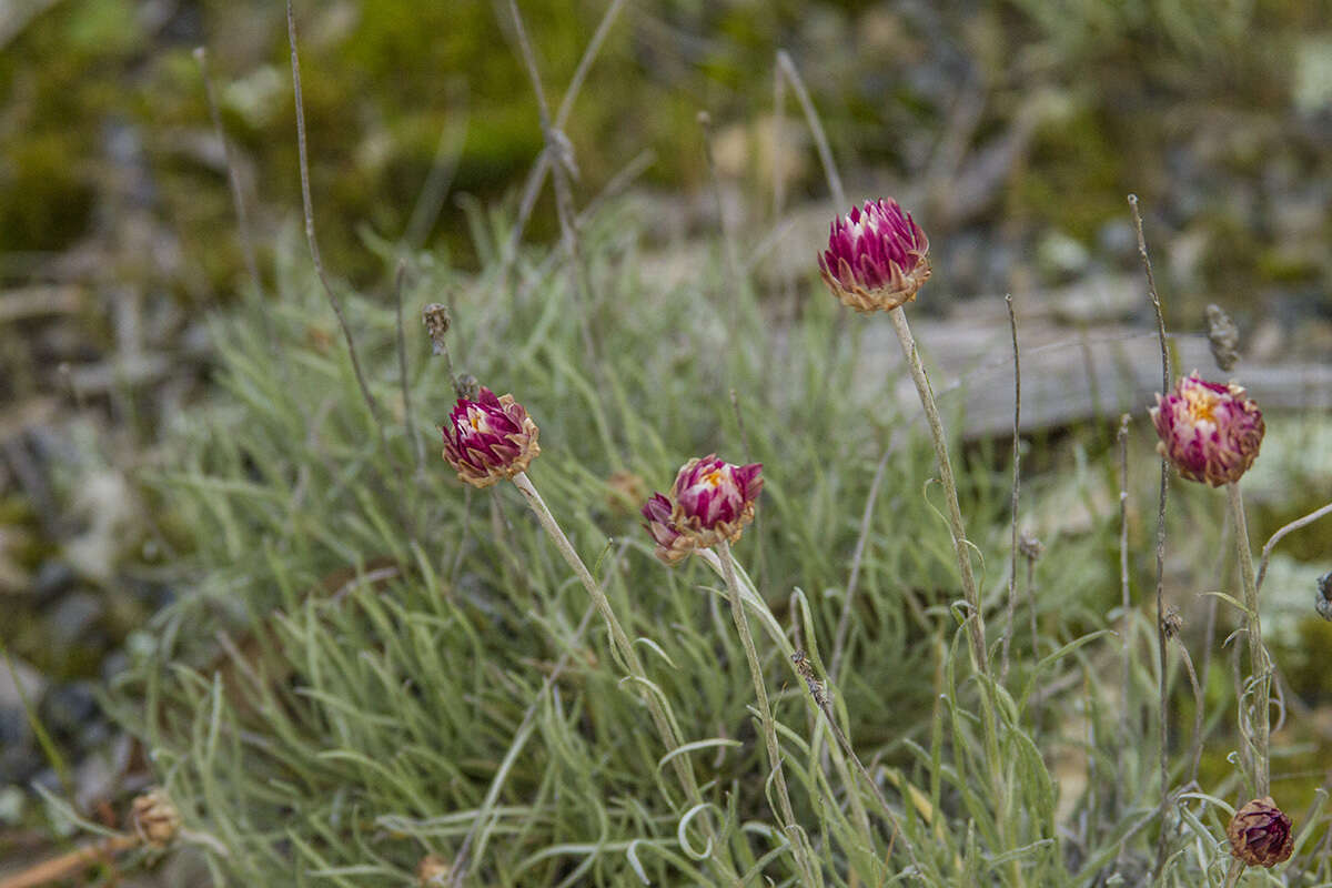 Image of Leucochrysum albicans subsp. tricolor (DC.) N. G. Walsh