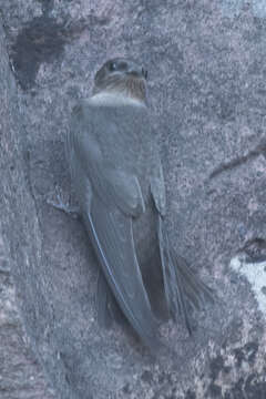 Image of Dusky Crag Martin