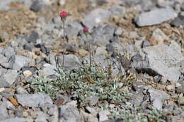 Plancia ëd Jacobaea boissieri (DC.) Pelser