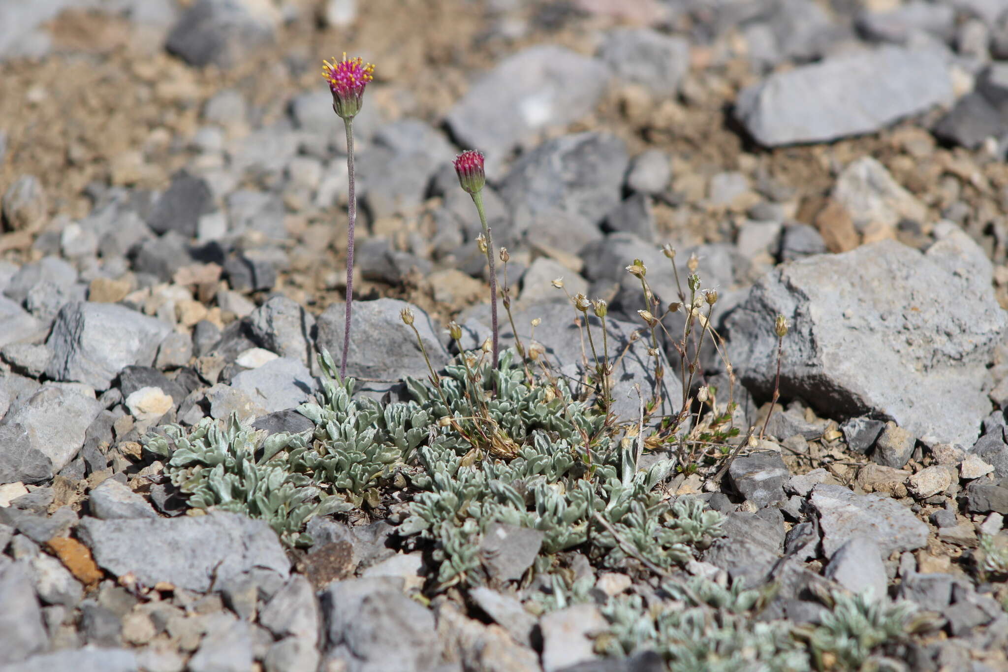 Image of Jacobaea boissieri (DC.) Pelser