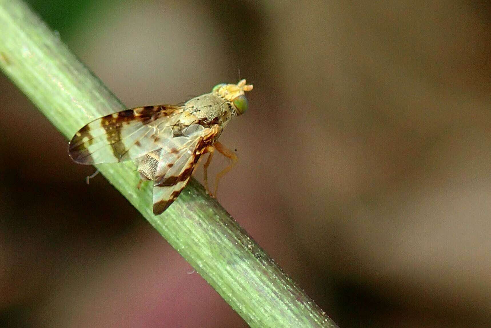 Image of Sphenella sinensis Schiner 1868